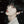 ENHYPEN (엔하이픈) JAPAN ALBUM - [YOI] (LIMITED MEMBER SOLO JACKET EDITION) - EVE PINK K-POP